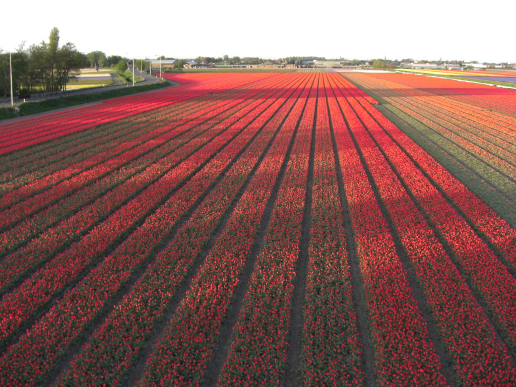 Aerfotos Bollenvelden, Zwartelaan, Lisse, NL, 2009-04-22