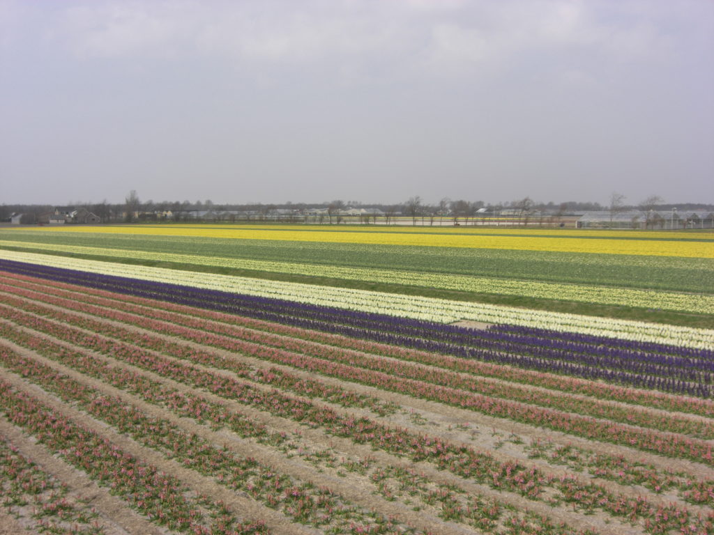 Aerfotos Bollenvelden, De Boender, Langevelderslag-Ruigenhoek, NL, 2009-04-05