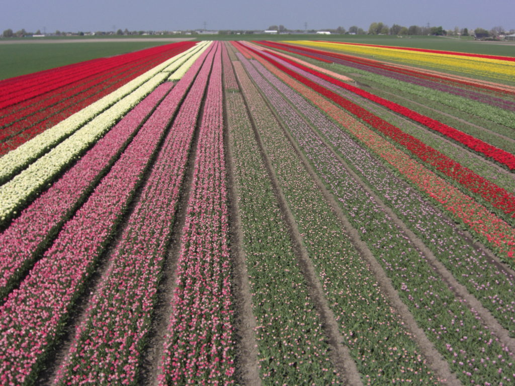 Aerfotos Bollenvelden, Hoofdweg Westzijde, Abbenes, NL, 2009-04-19